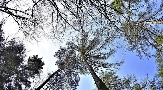Der Wald spielt fr den Bllener Haushalt eine Rolle.   | Foto: Angelika Schmidt