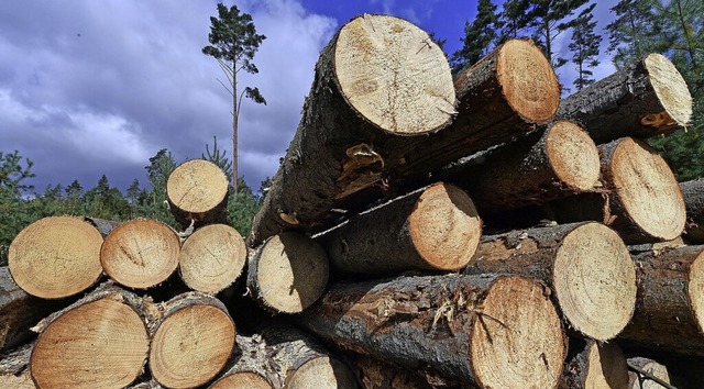 Obwohl die Holzversteigerung 2022 in A...ltung alle Lose verkauft (Symbolbild).  | Foto: Martin Schutt (dpa)