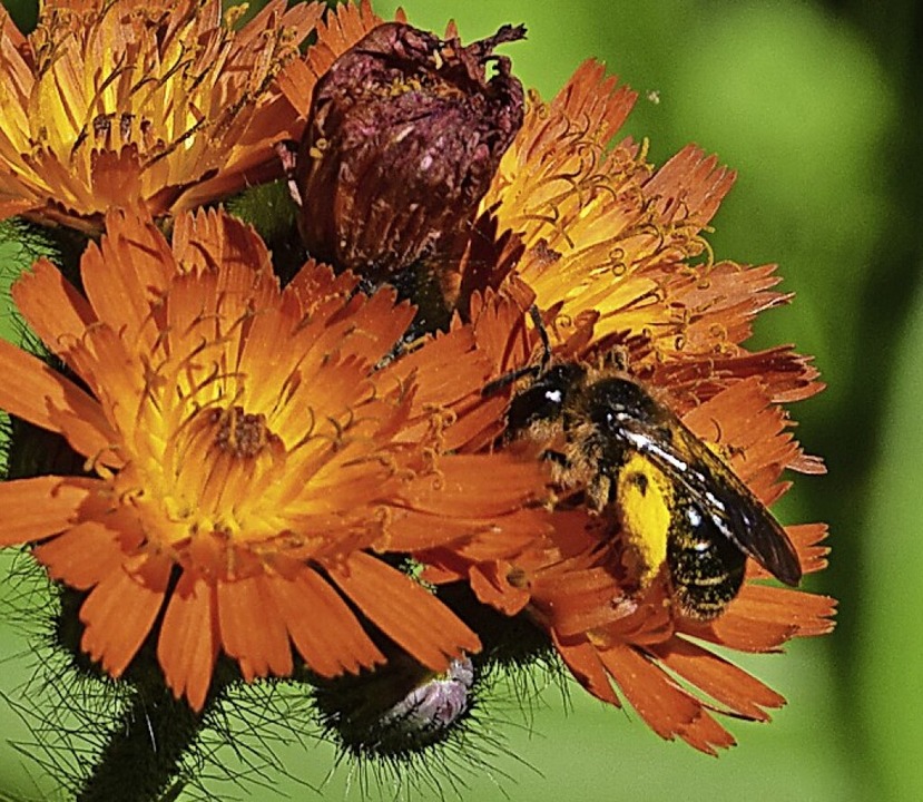 Eine Wildbiene sammelt Nektar.  | Foto: Stefan Ammann