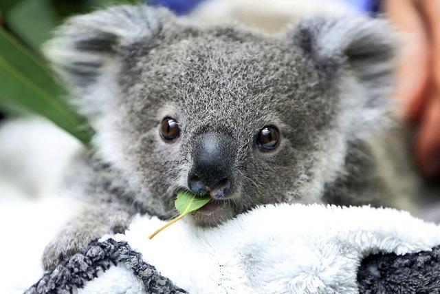 Mehr Schutz für Koalas