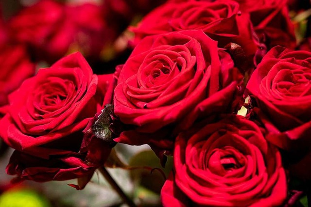 Rote Rosen &#8211; immer noch das florale Symbol fr die Liebe.  | Foto: Christophe Gateau (dpa)