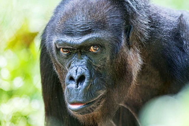 Affen werden in Basel-Stadt keine verfassungsmigen Grundrechte erhalten.  | Foto: Zoo Basel (Torben Weber)