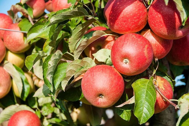 Obst regional und saisonal zu kaufen, ist besser fr das Klima.  | Foto: Andrea Schiffner