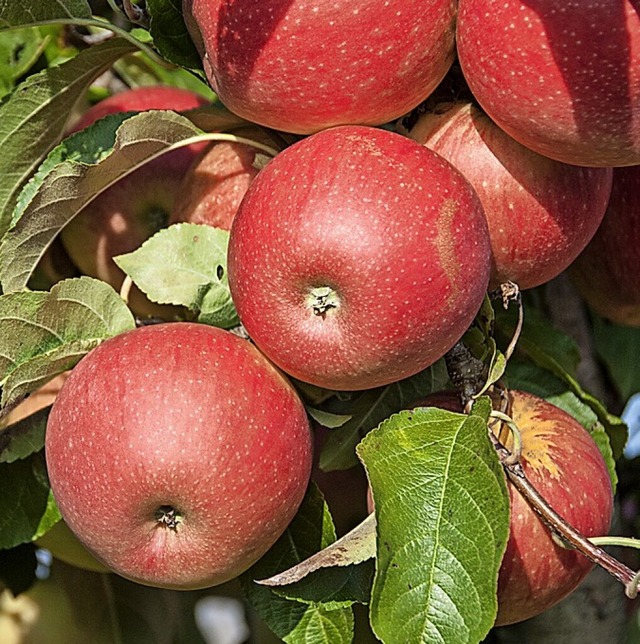 Obst regional und saisonal zu kaufen, ist besser fr das Klima.  | Foto: Andrea Schiffner