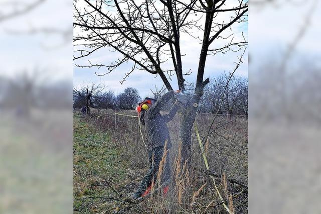 Die Obstwiese als Lebensraum