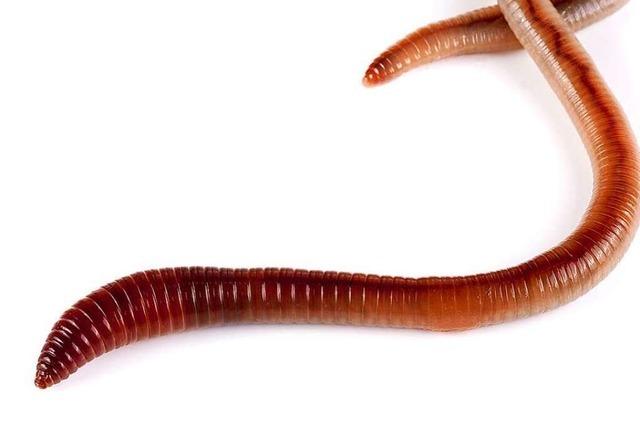Regenwürmer können lange leben – aber haben viele Feinde
