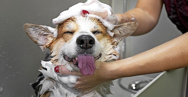 Ab in die Wanne! | Foto: Irina Meshcheryakova (stock.adobe.com) Ab in die Wanne! | Foto: Irina Meshcheryakova (stock.adobe.com)