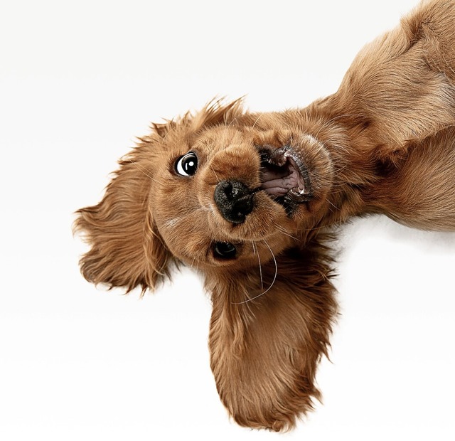 Wau, da bin ich! Gerade am Anfang brau...pe sehr viel Liebe und Aufmerksamkeit. | Foto: master (stock.adobe.com) Wau, da bin ich! Gerade am Anfang brau...pe sehr viel Liebe und Aufmerksamkeit. | Foto: master (stock.adobe.com)