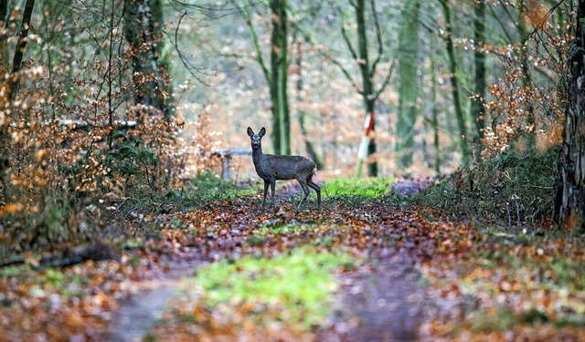 Der Rat will die Wald-Wild-Situation v...nzelne Tier bedeutet das nichts Gutes.  | Foto: Jens Bttner (dpa)