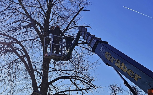 Wer in Maulburg einen Baum fllt, muss dafr zwei neue pflanzen.  | Foto: Gerald Nill