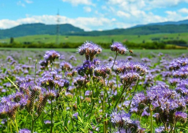 Mehr Biodiversitt bei den landwirtschaftlichen Betrieben wird angestrebt.  | Foto: Gabriele Hennicke