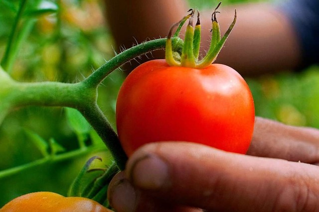 &#8222;Pomodoro&#8220;, goldener Apfel, heit die Tomate in Italien.  | Foto: Klaus-Dietmar Gabbert