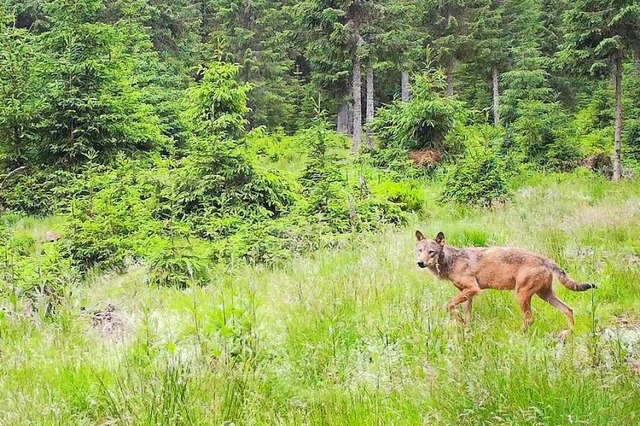 Wolf im Wald unterwegs.  | Foto: Forstliche Versuchs- und Forschungsanstalt Freiburg (FVA)