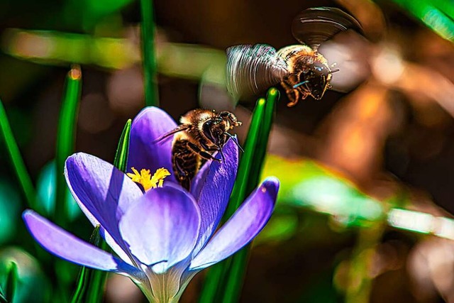Bienen.  | Foto: Paul Trenkle