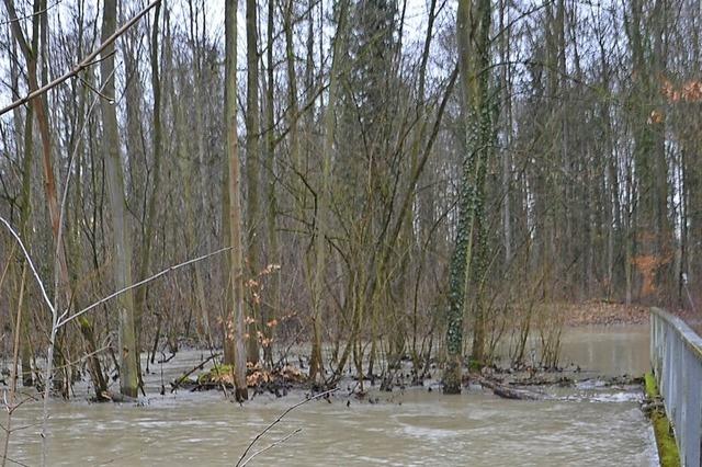 Das große Baumsterben im Rheinwald hat begonnen