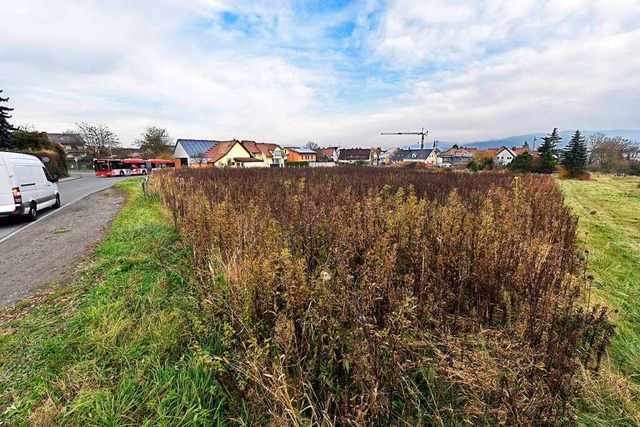 Das knftige Baugebiet &#8222;Hinter d...ung Munzingen aus dem Ort herausfhrt.  | Foto: Thomas Kunz