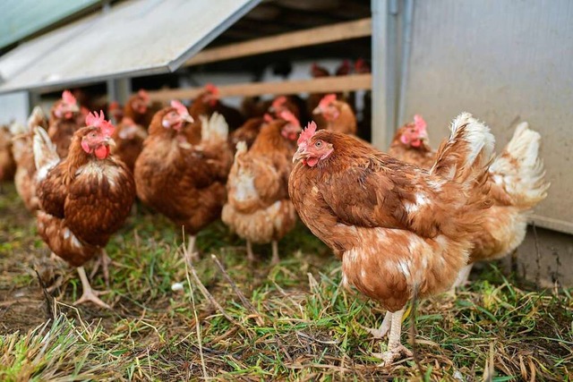 Zu den Plnen des Landwirts zhlen auch mobile Hhnerstlle (Symbolfoto).  | Foto: Uwe Anspach