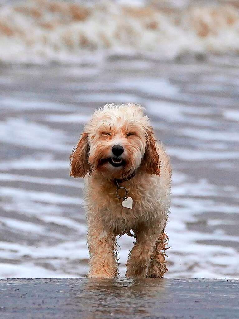 Ein Hund am Strand von New Brighton