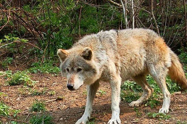 Wildbiologe: Wolfsrudel im Schwarzwald sind nur Frage der Zeit