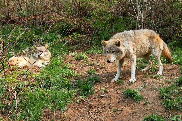 In den Karpaten sind die Wlfe bereits heimisch.  | Foto: Sebastian Barthmes