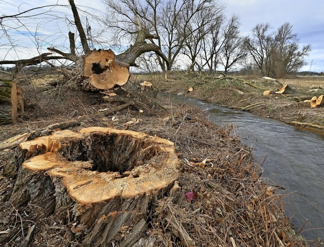 Die Dietenbach-Aue wird bereits ausgebaut, dafr werden Bume gefllt.  | Foto: Michael Bamberger