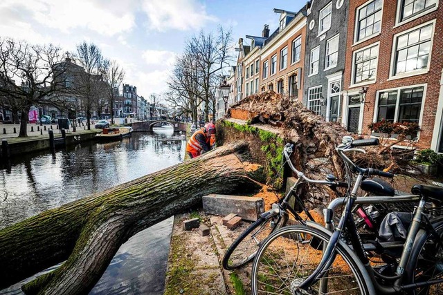 Ein umgestrzter Baum in der Reguliersgracht in Amsterdam  | Foto: REMKO DE WAAL (AFP)