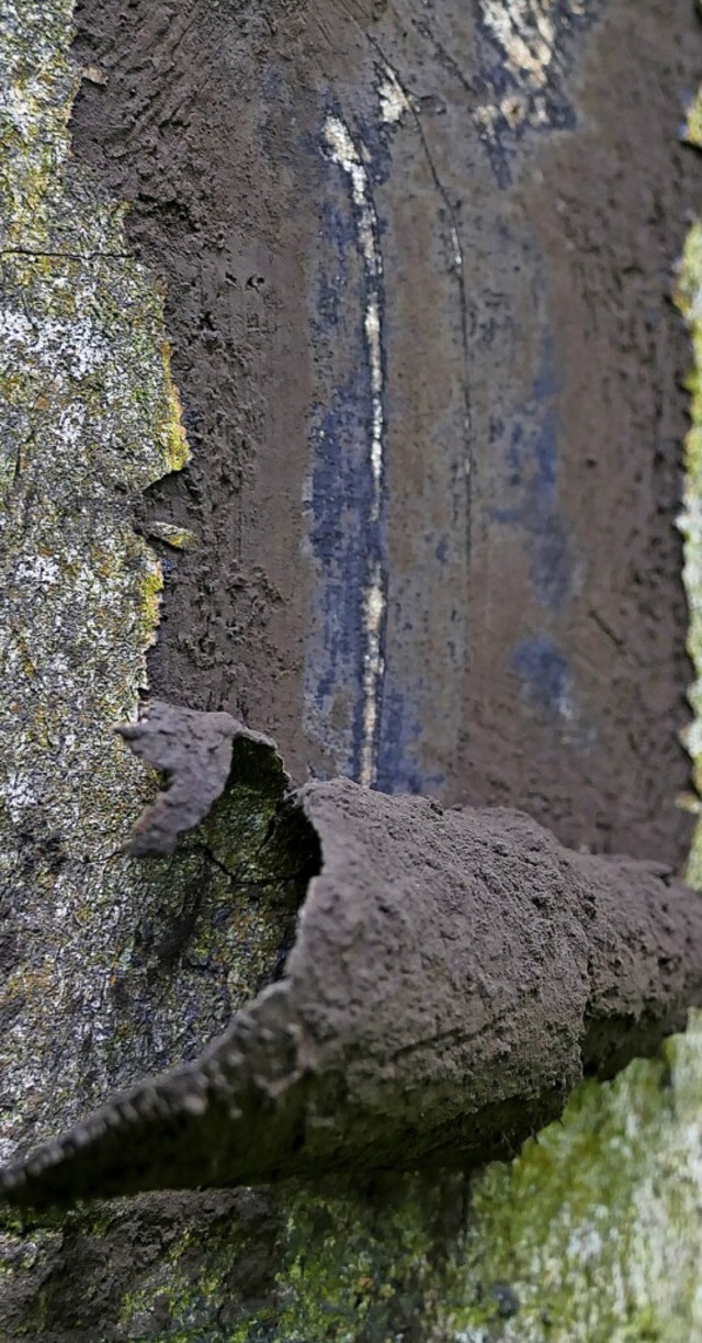 Ein von der Rurundenkrankheit befallener Baum.  | Foto: Stephan Befeld, Wald und Holz NRW