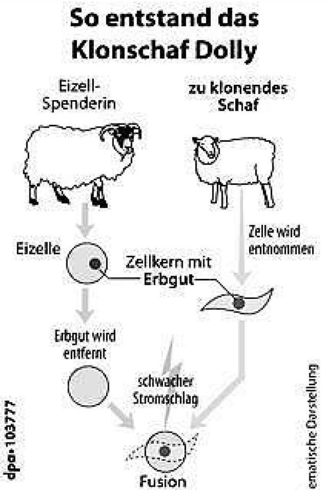 Dolly entstand aus einer am Euter entn... Zelle eines sechs Jahre alten Schafs.  | Foto: dpa-infografik GmbH (dpa)