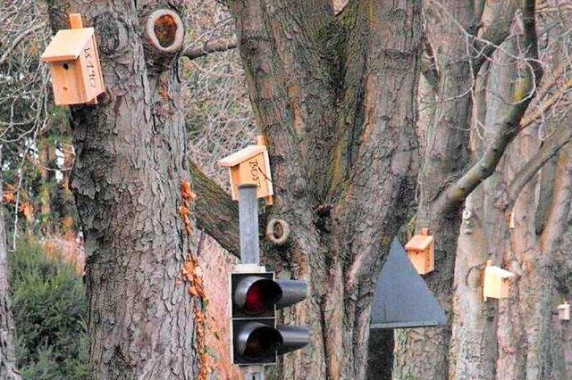 So sehen die zusammengebauten Nistksten aus.  | Foto: Stadt Freiburg