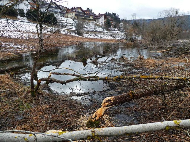 In Nachbarschaft zum Baugebiet hat sich der Biber niedergelassen.   | Foto: Peter Stellmach