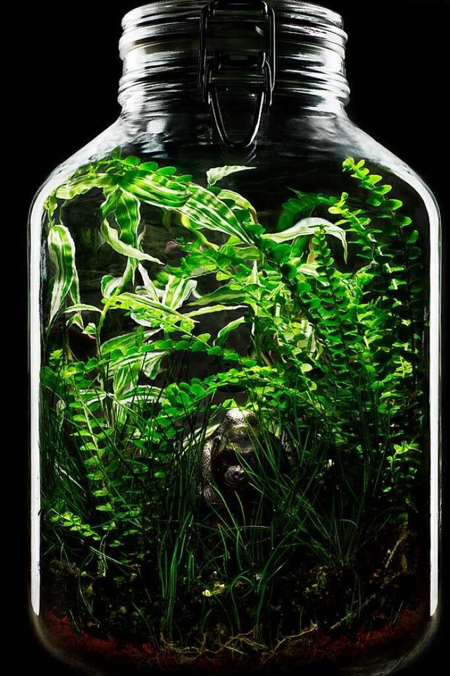 Einen Minigarten im Glas kann man selbst anlegen.  | Foto: privat