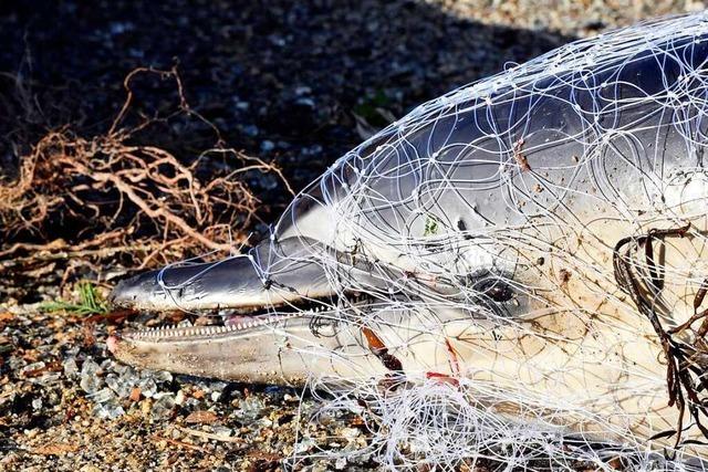 Hunderte Delfine im Atlantik sterben qualvollen Tod in Fischernetzen