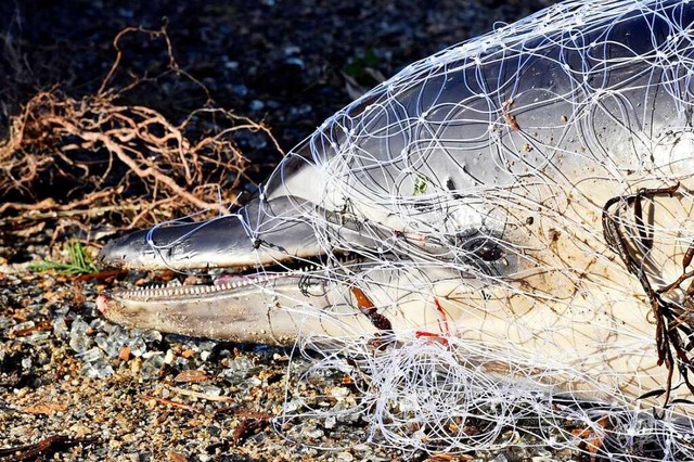 Ein toter Delfin liegt an einem Strand in Frankreich.  | Foto: Thierry Creux (dpa)