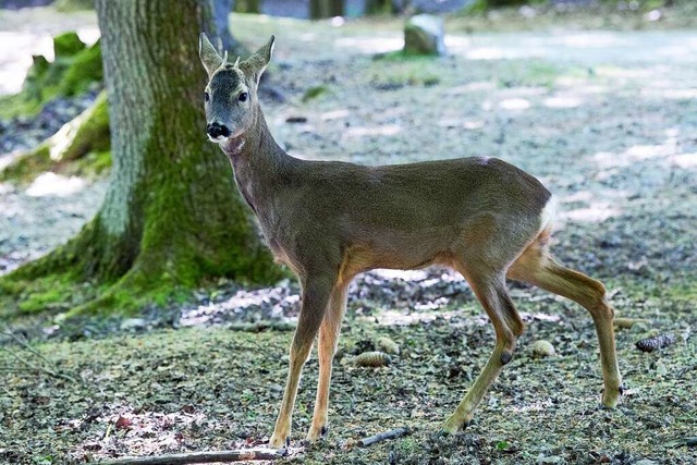 Rehe sind fr Hunde leichte Beute &#82...e Leine, um die Wildtiere zu schtzen.  | Foto: Swen Pfrtner