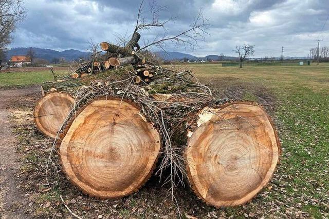 Zwei Sulenpappeln am Mhlbach wurden gefllt