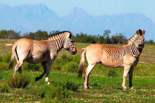 In Sdafrika werden in einem Projekt Zebras die Streifen weggezchtet