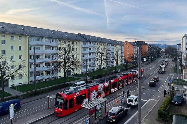 Fnf Bume vor den Husern Zhringer S...llt. Sie sind bereits gestutzt worden.  | Foto: Carolin Buchheim