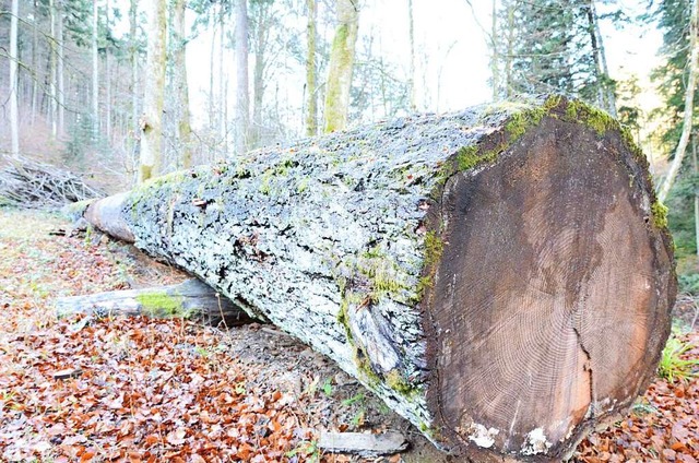 Die Preise fr Douglasienholz sind relativ stabil.  | Foto: Moritz Lehmann