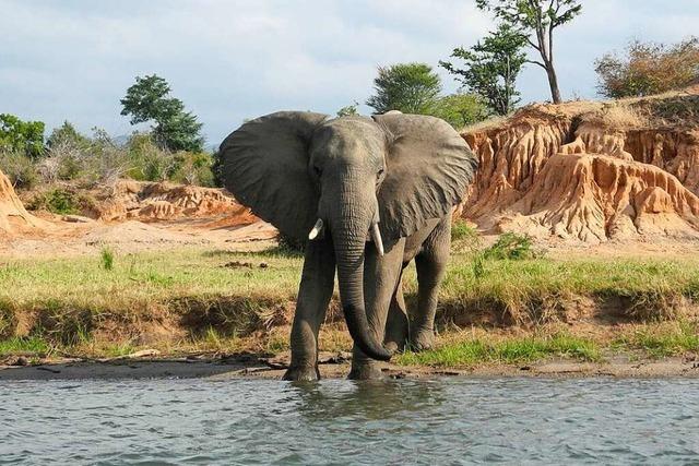 In Zoos werden Tiere gezchtet, um ihre Art zu erhalten