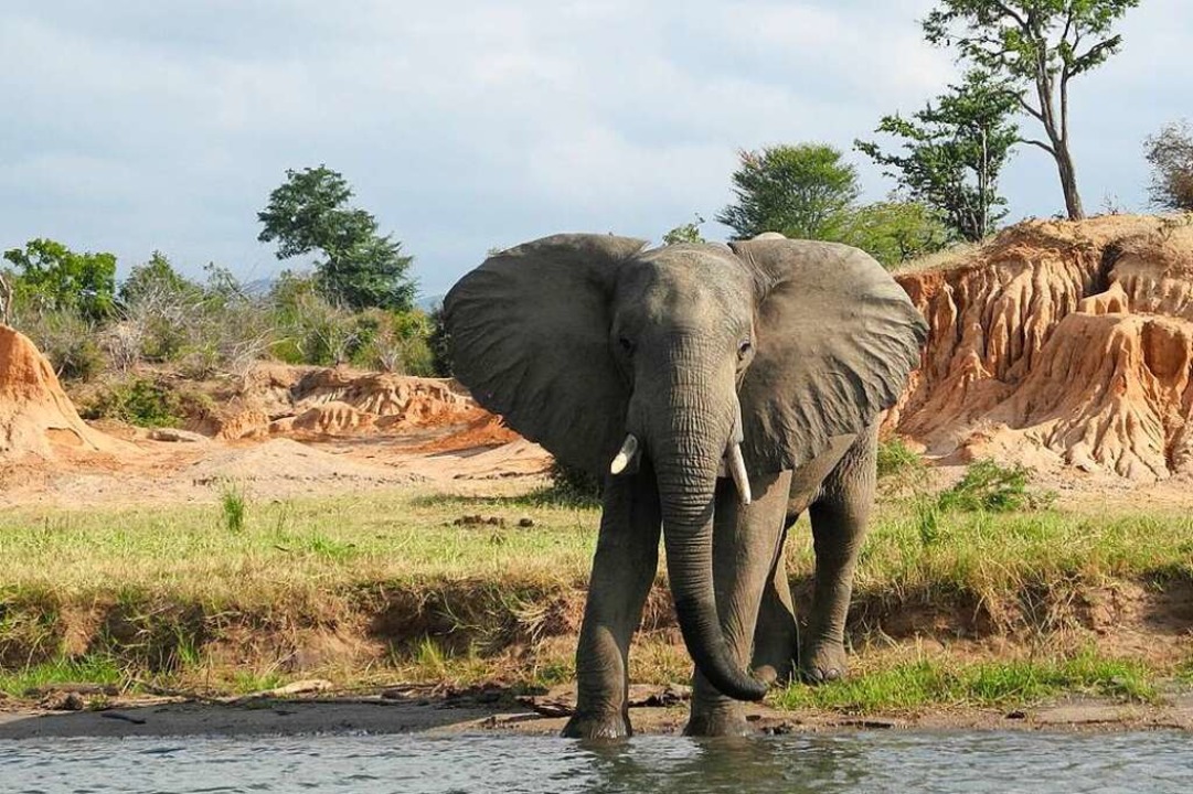 Viele Elefantenarten sind vom Aussterb...ersuchen, sie durch Zucht zu erhalten.  | Foto: Simone A. Mayer
