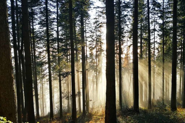 Licht und Schatten &#8211; die Begleit... gewisse Weise auch eine Bereicherung.  | Foto: Elke Kamprad