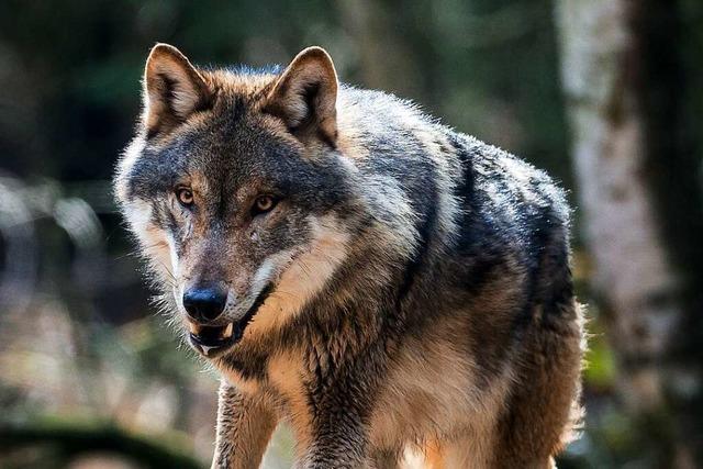 Landwirte im Kreis Lörrach sehen ihre Arbeit durch den Wolf in Gefahr