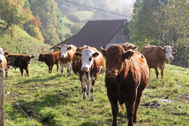 Auch bei Ltschenbach sind Rinder zur ...g der Landschaft wichtig. (Symbolbild)  | Foto: Rolf-Dieter Kanmacher