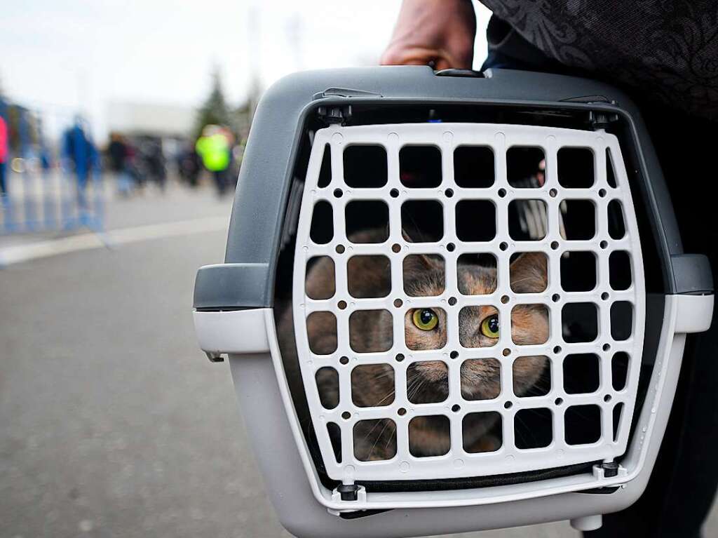 Rumnien: Eine Katze sitzt in einem Tiertransporter, nachdem ihre Familie vor dem Konflikt in der benachbarten Ukraine an der rumnisch-ukrainischen Grenze geflohen ist.