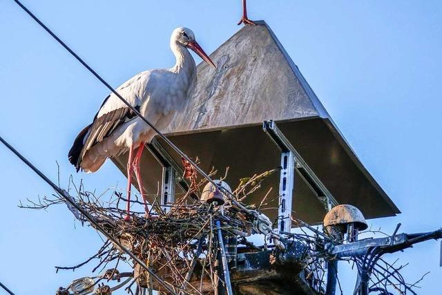 Hartnäckiges Storchenpaar in Wittenweier will sein Nest nicht räumen
