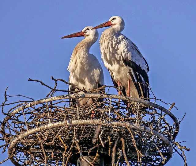   | Foto: Wolfgang Hoffmann/Nabu