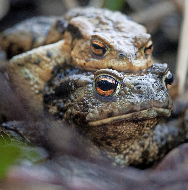 In Baden-Wrttemberg stehen 14 der 19 ...en Amphibienarten auf der Roten Liste.  | Foto: Klaus-Dietmar Gabbert (dpa)