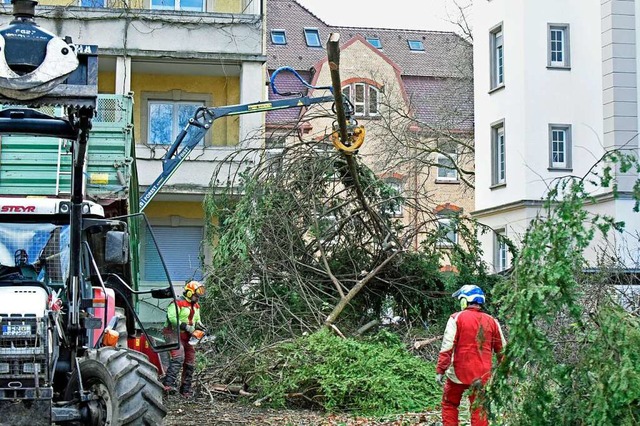 Die stattliche Rotbuche an der Stefan-Meier-Strae steht nicht mehr.  | Foto: Michael Bamberger