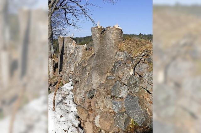 Bäume beschädigen historische Mauer