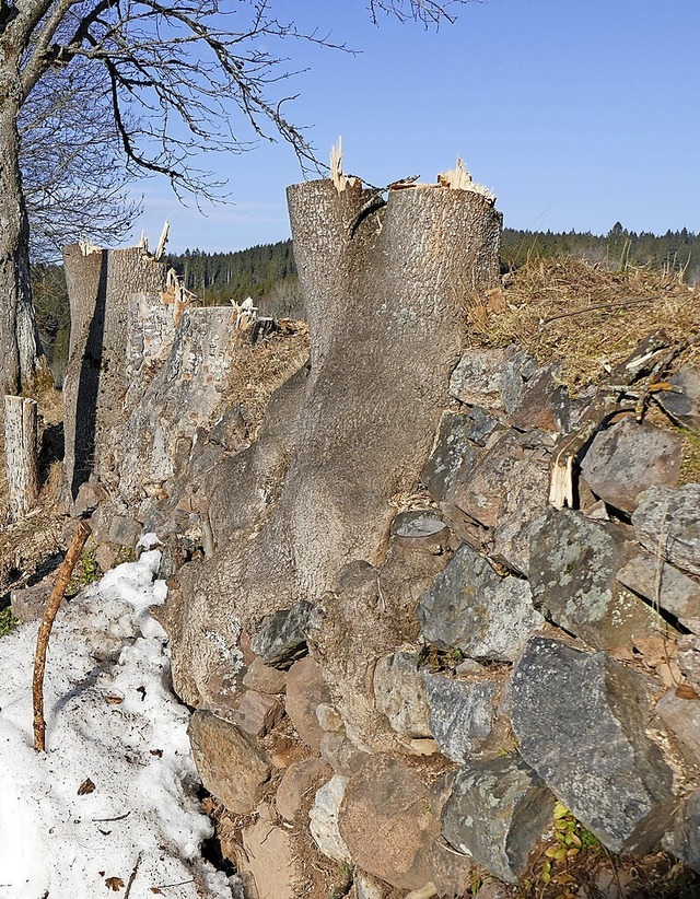 Gefllt: Wildwachsende Bume auf der historischen Mauer  | Foto: Ralf Morys